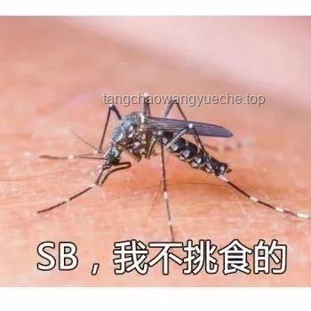 2025夏季防蚊新趋势：被蚊子咬了？4大迅速止痒法，愿你夏季无忧！
